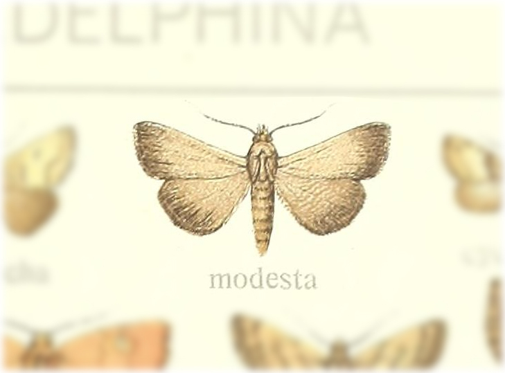 Paralephana modesta