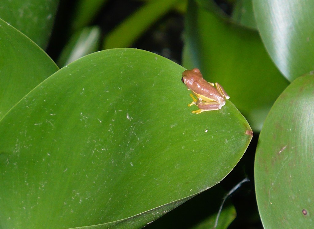 Frogs and Toads from Puntarenas Province, Costa Rica on March 18, 2009