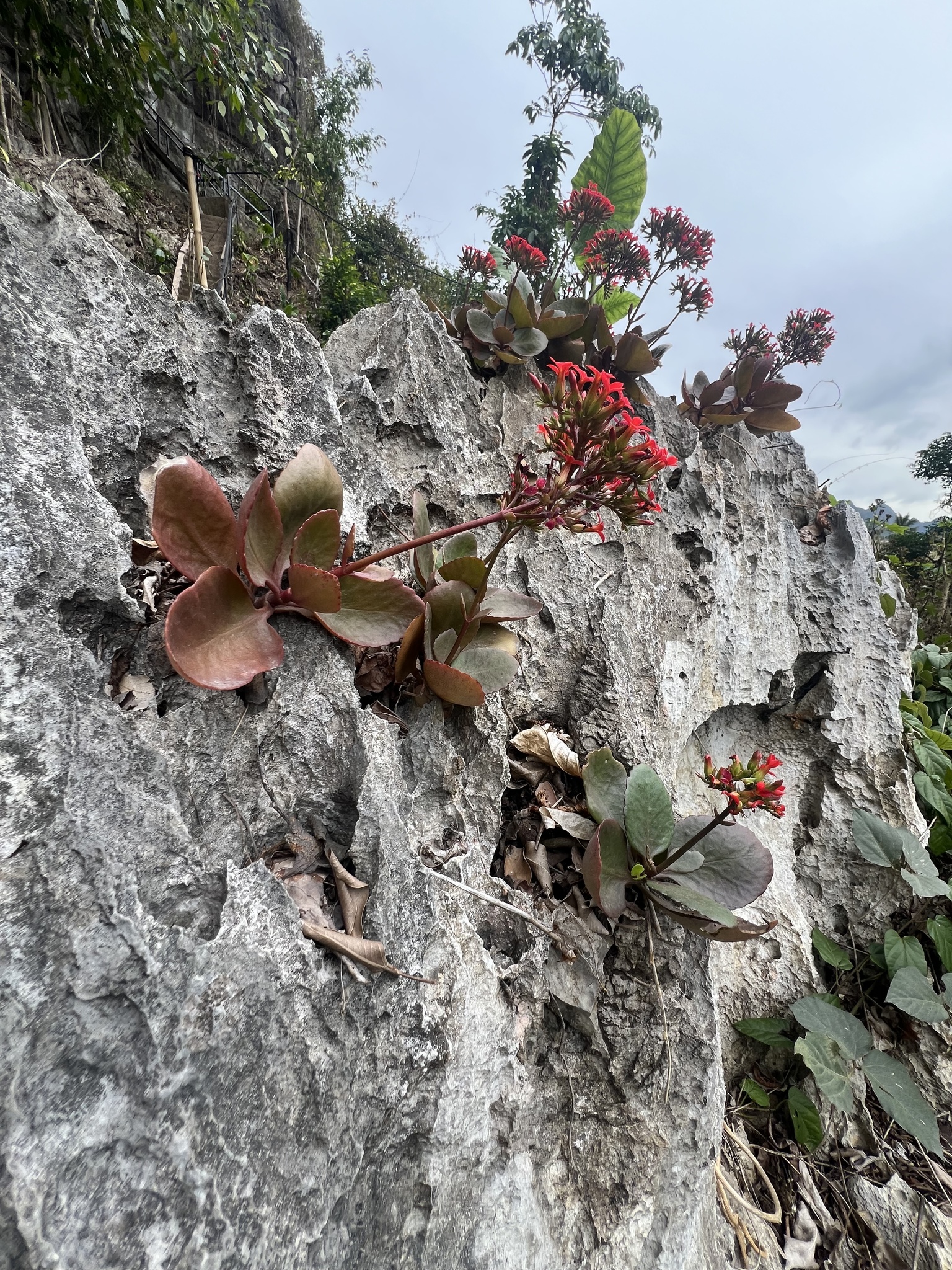 Kalanchoe blossfeldiana (Kalanchoe blossfeldiana)