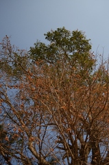 Holoptelea integrifolia