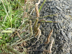 Plantago coronopus