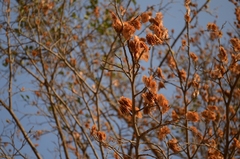 Holoptelea integrifolia