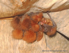 Thyroptera discifera