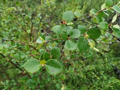 Betula divaricata