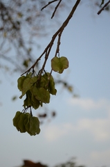 Holoptelea integrifolia