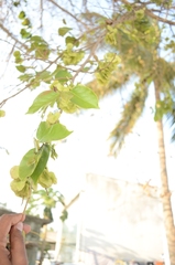 Holoptelea integrifolia