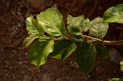 Holoptelea integrifolia