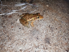 Hoplobatrachus tigerinus