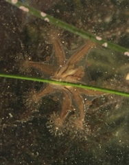 Haliclystus sanjuanensis