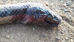 Dieurostus dussumieri