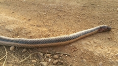 Dieurostus dussumieri