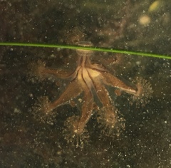 Haliclystus sanjuanensis