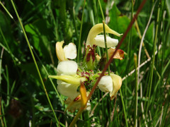 Pedicularis tuberosa