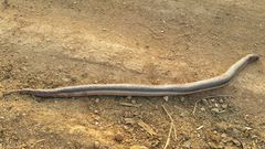 Dieurostus dussumieri