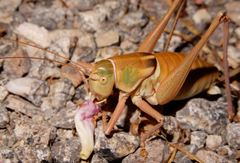 Pediodectes haldemanii