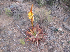 Aloe microstigma microstigma