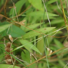Vicia tetrasperma