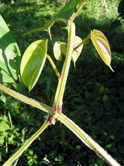 Dioscorea alata