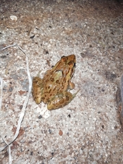 Hoplobatrachus tigerinus