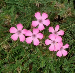 Dianthus pavonius