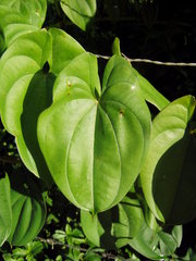 Dioscorea alata