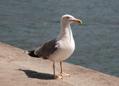 Larus michahellis
