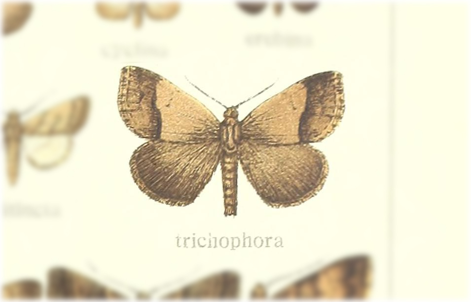 Plecoptera trichophora