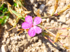 Dianthus deltoides deltoides