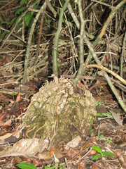 Dioscorea bartlettii