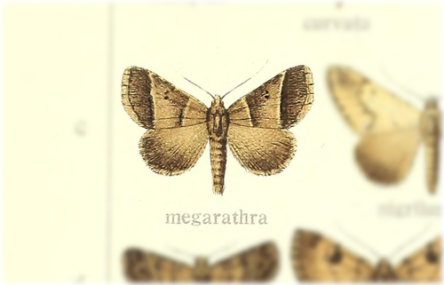 Plecoptera megarthra