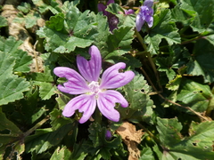 Malva