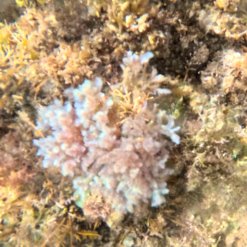 Iridescent Seaweed (Dasya iridescens)
