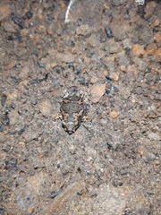 Uperodon taprobanicus