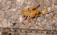 Pediodectes haldemanii