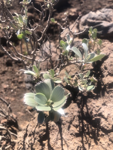 Geranium cuneatum observed 2025-02-24