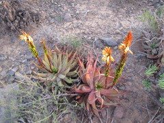 Aloe microstigma microstigma