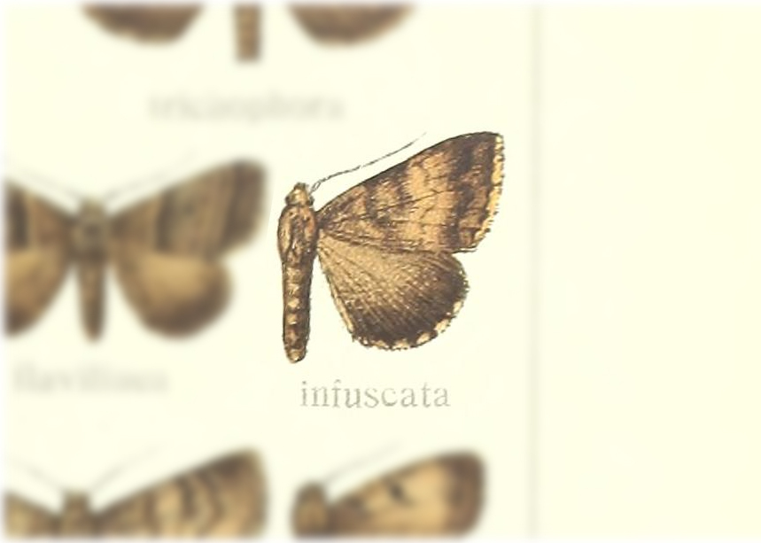 Plecoptera infuscata