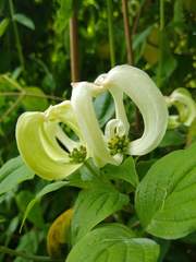 Cornus florida urbiniana