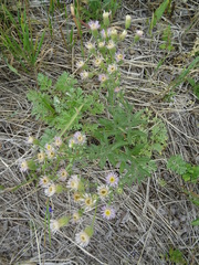 Erigeron acris podolicus