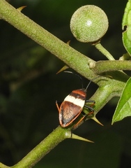 Largus balteatus