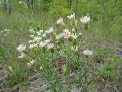 Erigeron acris podolicus