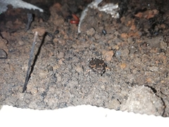 Uperodon taprobanicus