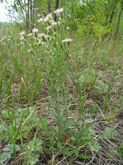 Erigeron acris podolicus