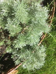 Artemisia schmidtiana