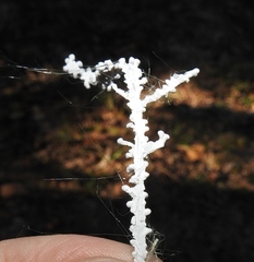 Brunneocorticium corynecarpon