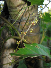 Dioscorea convolvulacea