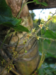 Dioscorea convolvulacea