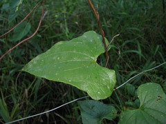 Dioscorea convolvulacea