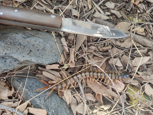 Scolopendra valida
