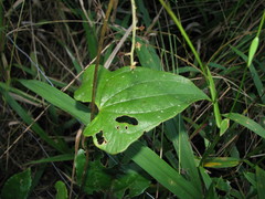 Dioscorea convolvulacea